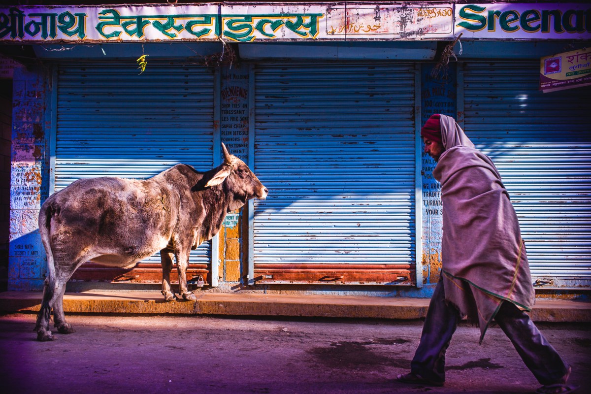 Holy cows! 2. The man and the cow. Jaisalmer, India, 2014.