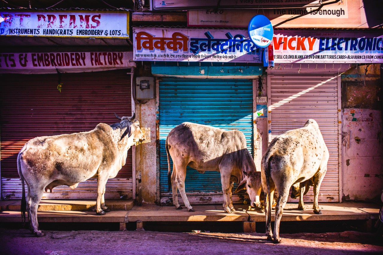 Holy cows! I'm anxious to leave a world where cows are in the city malls shopping along (bazaar in India). Gandhi loved them too: "Our mother, when she dies, means expenses of burial or cremation. Mother cow is as useful dead as when she is alive. We can make use of every part of her body — her flesh, her bones, her intestines, her horns and her skin." Which wasn't that nice for his mommy. Jaisalmer, India, 2014.