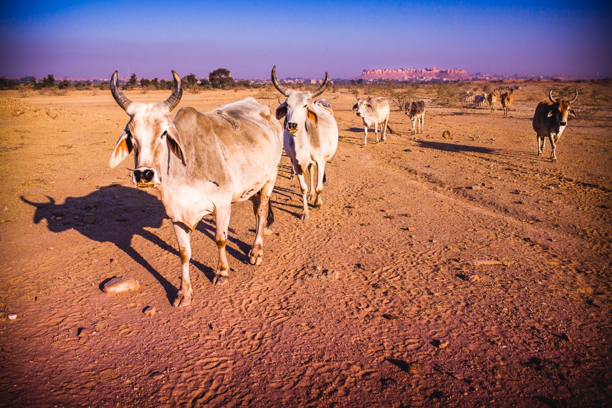 Far away was the fort still rising. We left very early the morning to walk our way towards the desert. A herd of cows followed us for a while, then they stopped. We were leaving everything behind. One last glance over my shoulder. And that was it. We were on own. And now nothing could stop us. Jaisalmer, India, 2014.